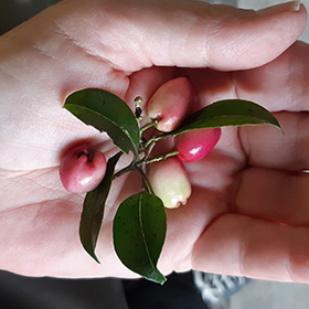 Lilly Pilly